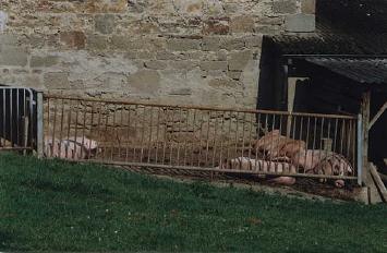Pigs Relaxing in Siddinghausen